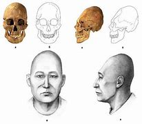 Image result for Elongated Skulls Species