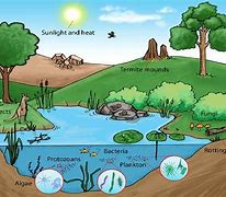 Image result for Ecosystem Drawing