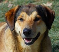 Image result for German Shepherd Mix with Labrador