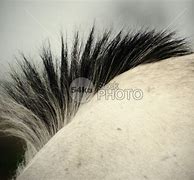 Image result for Horse Mane Front View