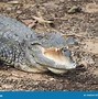 Image result for Alligator Strung Up