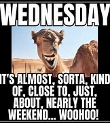 Image result for That Dam Camel Hump Day