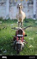 Image result for Goat On Motorcycle