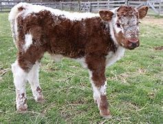 Image result for Baby Cow Bull