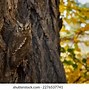 Image result for Camouflage Style