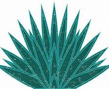 Image result for Agave PNG