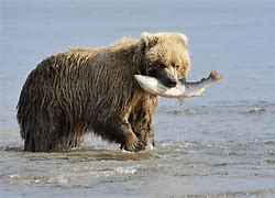 Image result for Where to Fish Sea Bear