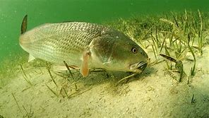 Image result for Red Drum