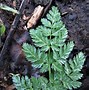 Image result for Hemlock Pics