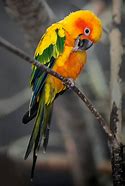 Image result for Conure Bird Pic