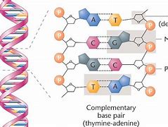 Image result for A Double Helix and a Polymer