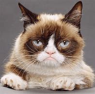 Image result for Grumpy Cat Species