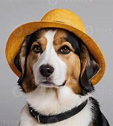 Image result for Hat for a Dog