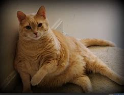 Image result for Clip Art of a Fat Cat