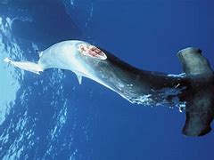 Image result for Shark Finning