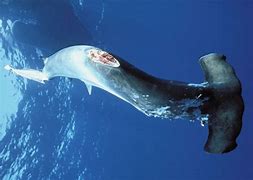 Image result for Double Finned Shark