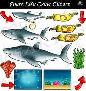 Image result for Shark Phylum