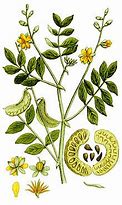 Image result for Senna Plant Pics