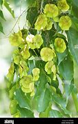 Image result for Pterocarpus Luang Prabang