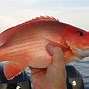 Image result for Ikan Laut Warna Hijau