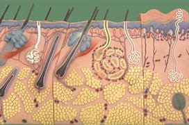 Image result for Skin Model Diagram