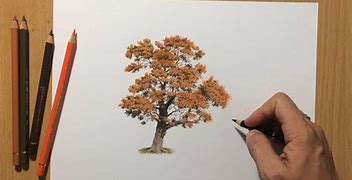 Image result for Autumn Tree Drawing Pencil