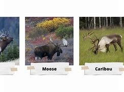 Image result for Caribou Reindeer Size Chart