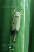 Image result for Rice Leafhopper