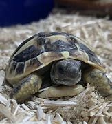 Image result for Hermann Tortoise Growth Chart