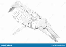 Image result for Dolphin Skeleton