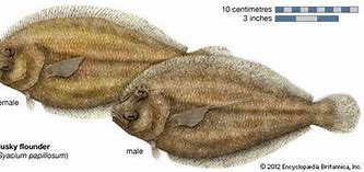 Image result for Fantastic Flounder