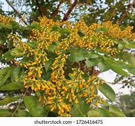 Image result for Pterocarpus Luang Prabang