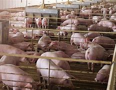 Image result for Diseases of Swine