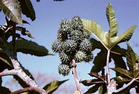 Image result for Smoking a Castor Plant