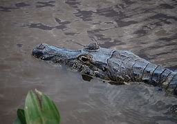 Image result for Alligator Swamp