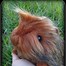 Image result for Guinea Pig Plushie