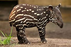 Image result for Cute Malayan Tapir