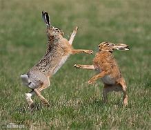 Image result for Award-Winning Brown Hare Photo