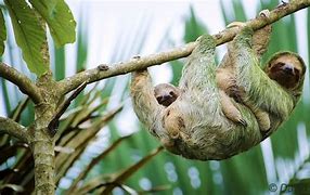 Image result for White Sloth Baby