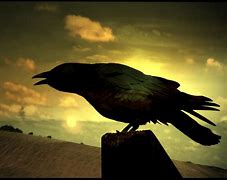 Image result for Pictures of Raven the Bird