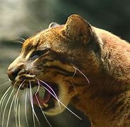 Image result for Asian Golden Cat