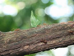 Image result for Leaf Cutter Ants Costa Rica