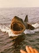 Image result for Real Shark in Jaws Filming