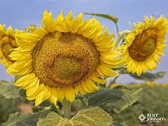 Image result for Kansas Nature