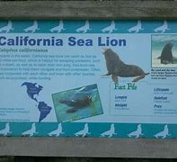 Image result for Sea Lion Sign