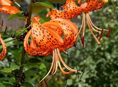 Image result for Waild Lily Forest