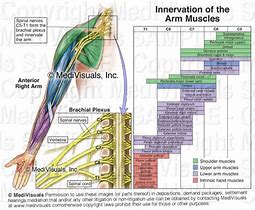 Image result for Brachial Plexus Innervation Chart