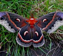 Image result for Pretty Moth Species