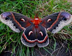 Image result for Australian Moth