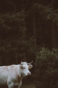 Image result for Cow Wallpaper Desktop Aesthetic